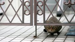 Tapeta Annimals 147.jpg